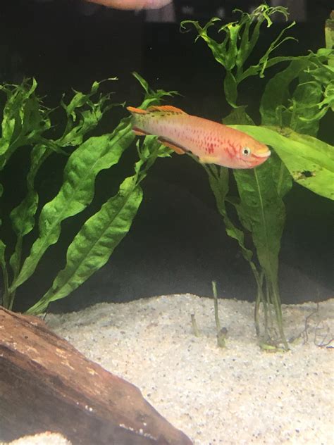 My new Killifish : r/Aquariums