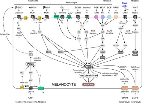 Melanogenesis Inhibitors