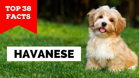 99% of Havanese Owners Don't Know This - YouTube