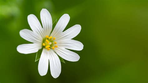 Macro photography: five ways to focus your close-up shots | TechRadar