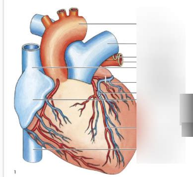 Diagram Bio Hart Quizlet