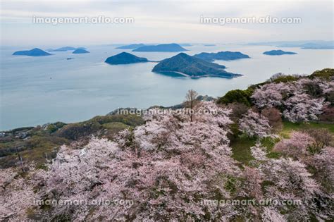 香川県三豊市の紫雲出山の桜と瀬戸内海の写真素材 213331730 イメージマート