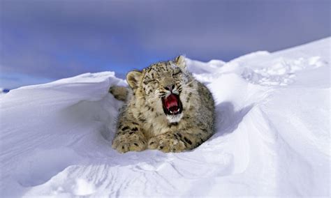 Where do snow leopards live? And nine other snow leopard facts ...