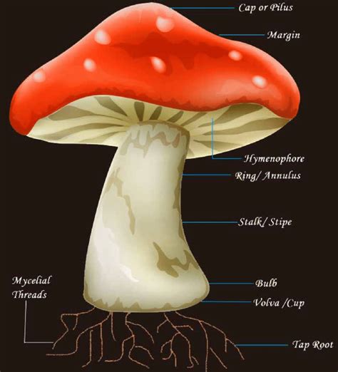 Mushroom Labeled