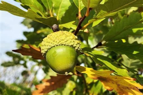 When And Why Oak Trees Overproduce Acorns Whispering Hills Nursery