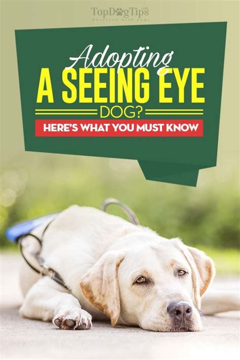 Seeing Eye Dog Adoption: Know These Before Getting One!