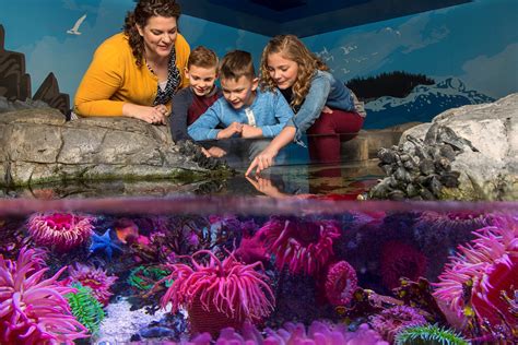 Sea Life Aquarium At Legoland® California Resort