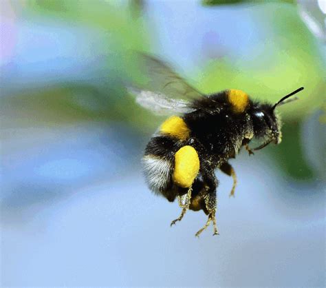 Bumblebee Facts for Kids - The Edvocate