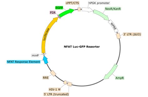 Nfat Luciferase Egfp Reporter Lentivirus