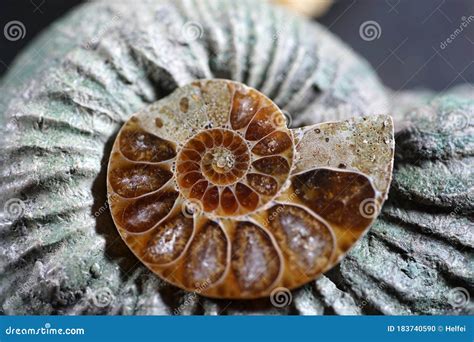 The Ammonites Ammonoidea Are An Extinct Subgroup Of Cephalopods