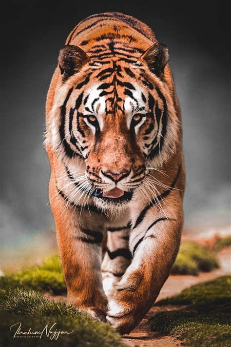 A Large Tiger Walking Across A Grass Covered Field