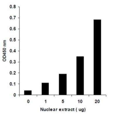 Dnmt Activity Inhibition Assay Kit Colorimetric Ka By Novus