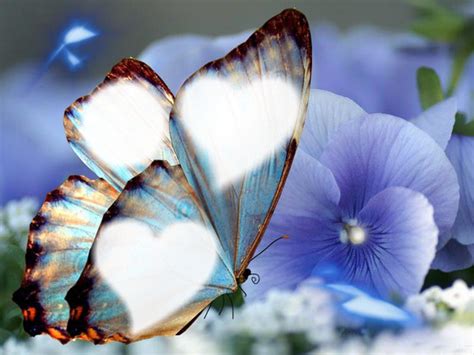 Mariposas Fotomontagem Pixiz