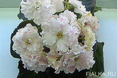 Фиалка ЛФ-Волшебная Мелодия, фото и описание
