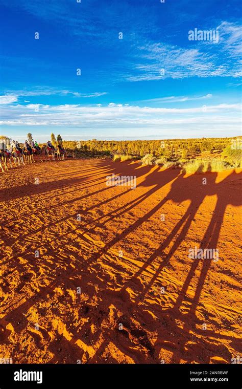 Camel Sunset Tour Near Uluru Creates Dramatic Shadows On The Red Earth