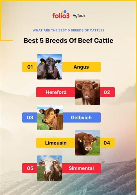 Best Beef Cattle Breeds In The World 2024