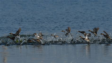 觀鳥馬拉松大賽落幕 共觀察到172種鳥類臺灣特有鳥種16種