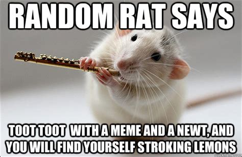 Random Rat memes | quickmeme