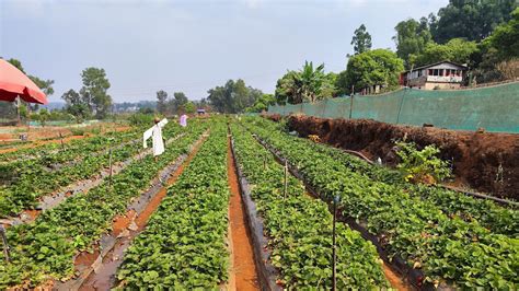 Mapro Garden: Mahabaleshwar's Strawberry Haven