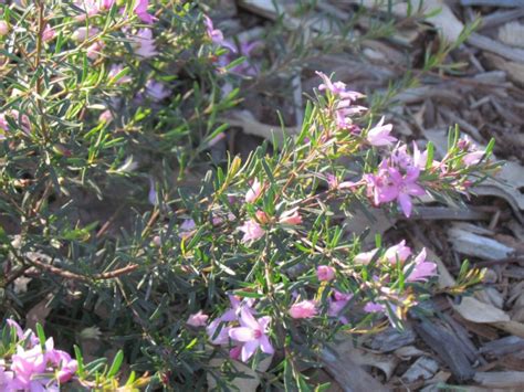 Crowea Exalata Wax Flower Plant Photos And Information