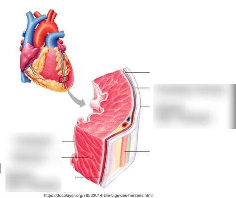 Schaubild Herzwand Abbildung Quizlet