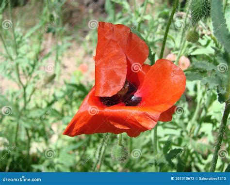 Flores Vermelhas De Papoila E Campos De Trigo No Fundo Rhoeas De