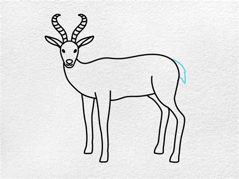 Antelope Drawing - HelloArtsy