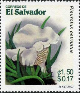 Stamp Pleurotus Ostreatus El Salvador Mushrooms 2001 Mi SV 2259 Sn