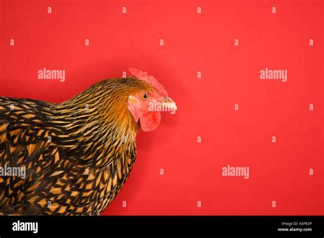 Golden Laced Wyandotte Chicken On Red Background Stock Photo Alamy