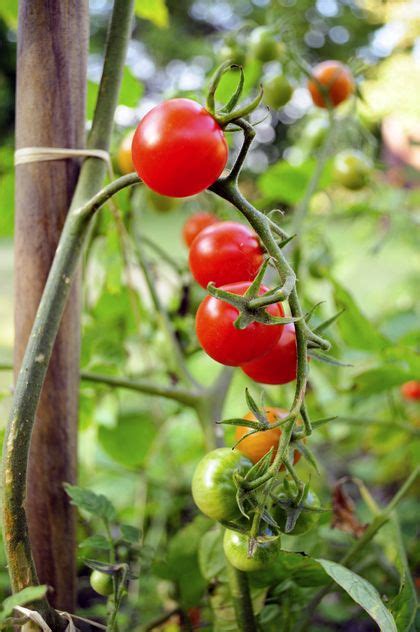 Alles Over Tuinieren En De Tuin Vtwonen NL Tomaten Kweken