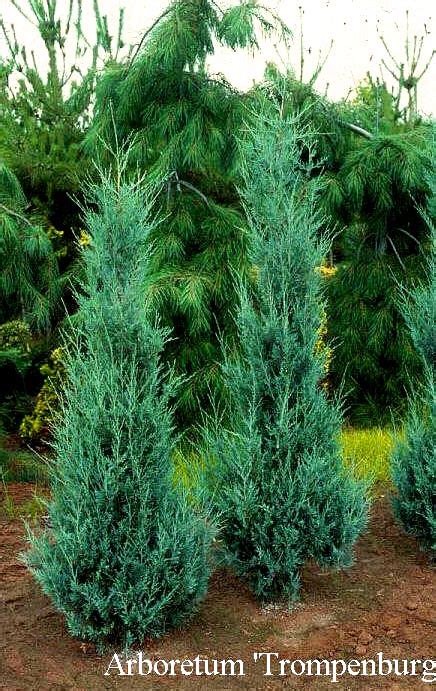 Picture And Description Of Juniperus Scopulorum Wichita Blue