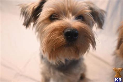 Yorkshire Terrier Stud Dog Chip 3 Years Old