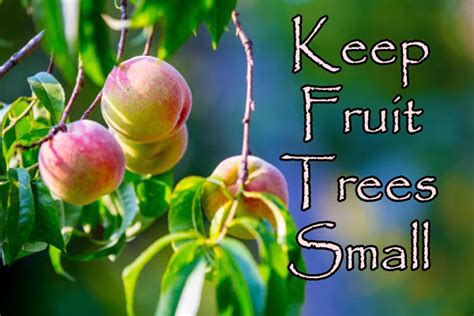 Keep Fruit Trees Small Green Thumb Nursery