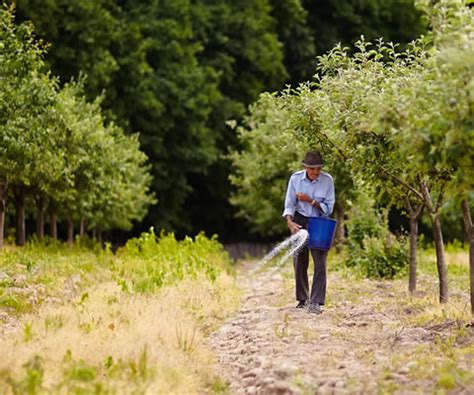 Agroforestry Practices | USDA National Agroforestry Center