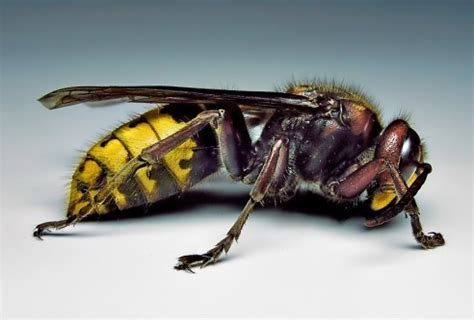 Difference Between Wasp and Hornet