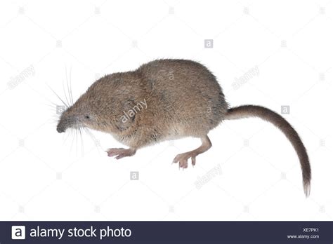 British Shrews High Resolution Stock Photography And Images Alamy