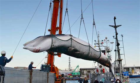 Il Giappone Riprende La Caccia Alle Balene Dopo 31 Anni