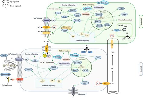 The Schematic Representation Of The Molecular Response To Salt Stress