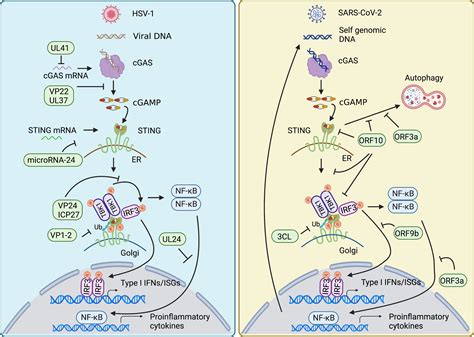 Frontiers Function And Regulation Of Cgas Sting Signaling In