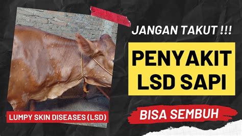 Waspada Penyakit Lumpy Skin Diseases Lsd Pada Ternak Sapi Youtube