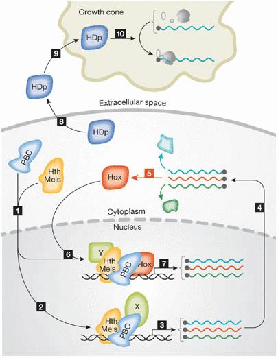 Molecular Activities Of Homeodomain Proteins In Step 1 Homeodomain