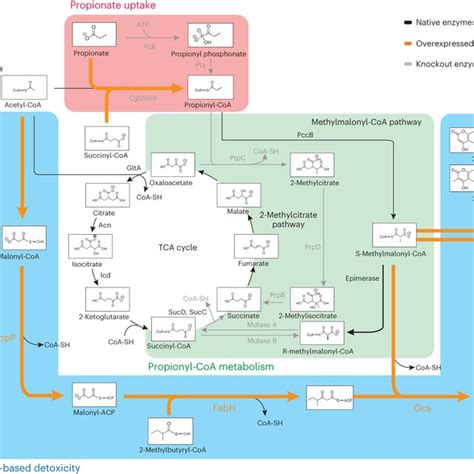 Propionate Metabolism In C Glutamicum Propionate Uptake And Activation Download Scientific