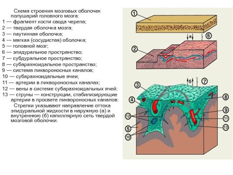 Оболочки головного мозга