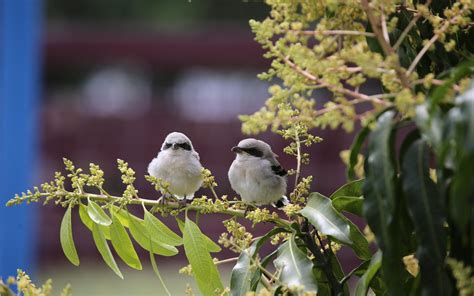 Loggerhead Shrike | Audubon Field Guide