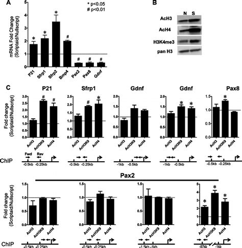 Direct Actions Of Hdac Inhibition On Mk Gene Expression A Analysis