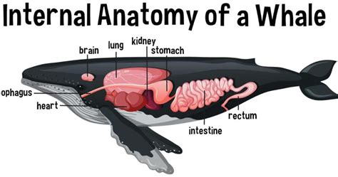 Right Whales: Endangered Gentle Giants (Habitat, Threats & Future)