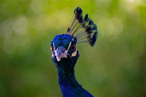 Premium Photo Peacock Face