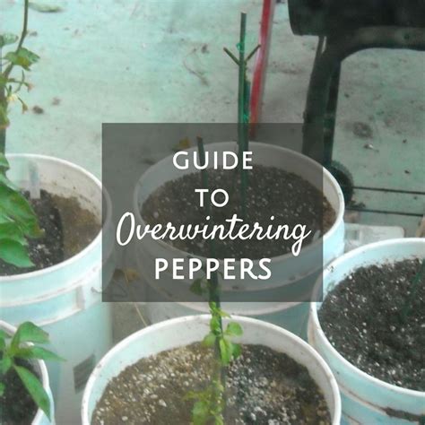 Overwintering Pepper Plants Save Plants For Next Year Grow