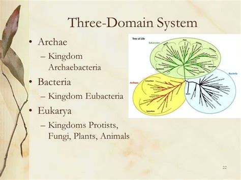 A Comparative Visual Analysis Of Archaea Bacteria And Eukarya