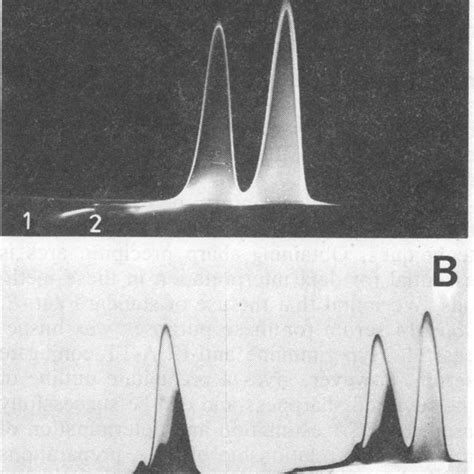 Rocket Line Immunoelectrophoresis Comparison Of Native And Modified Eca Download Scientific